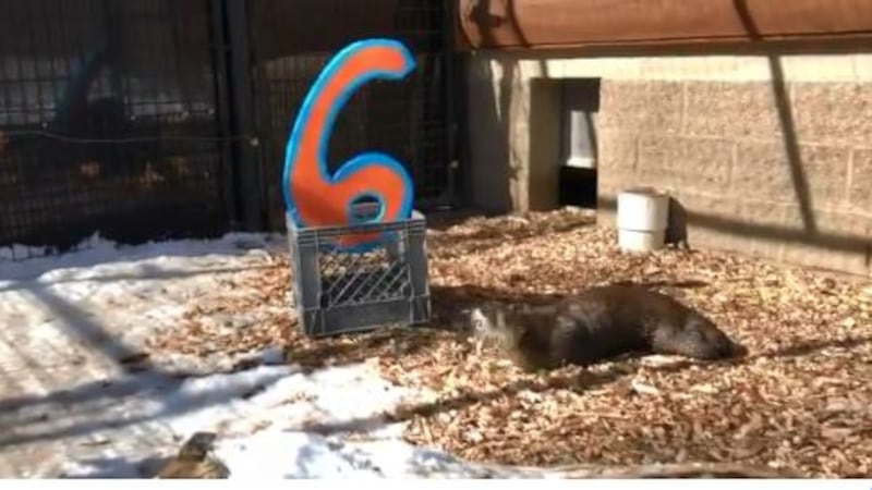 Snapshot from video Potter Park Zoo posted on Twitter of Miles enjoying his birthday...