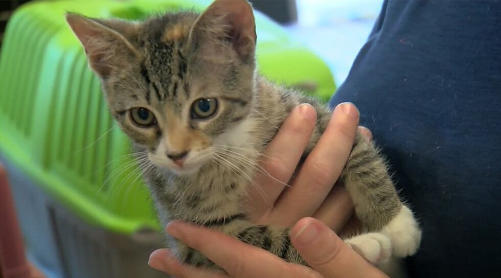 This cat was among the more than 400 pets saved from shelters in areas of Florida impacted by...