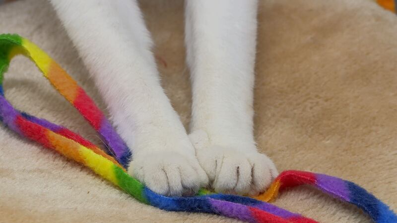 "Many people don't realize what we are doing when we declaw a cat it's not just...