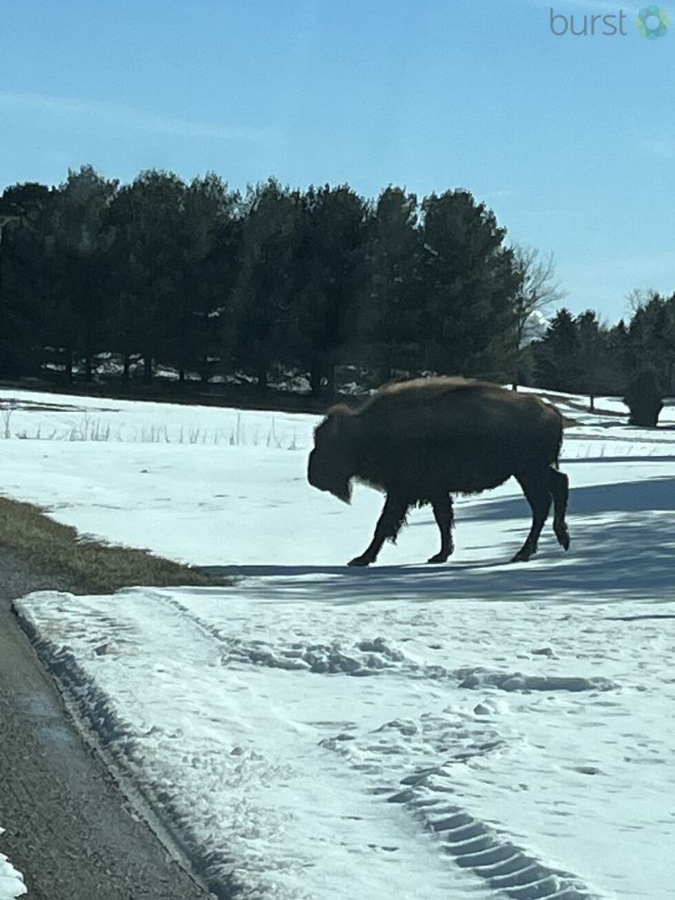 Escaped buffalo in Caro.