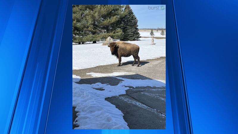 Escaped buffalo in Caro.