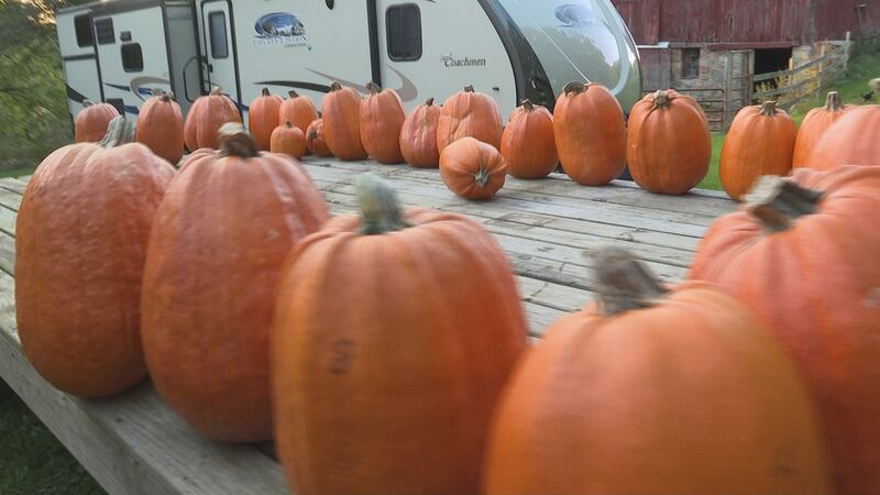 Couple has pumpkins stole from farm in Haslett (Source: WILX).