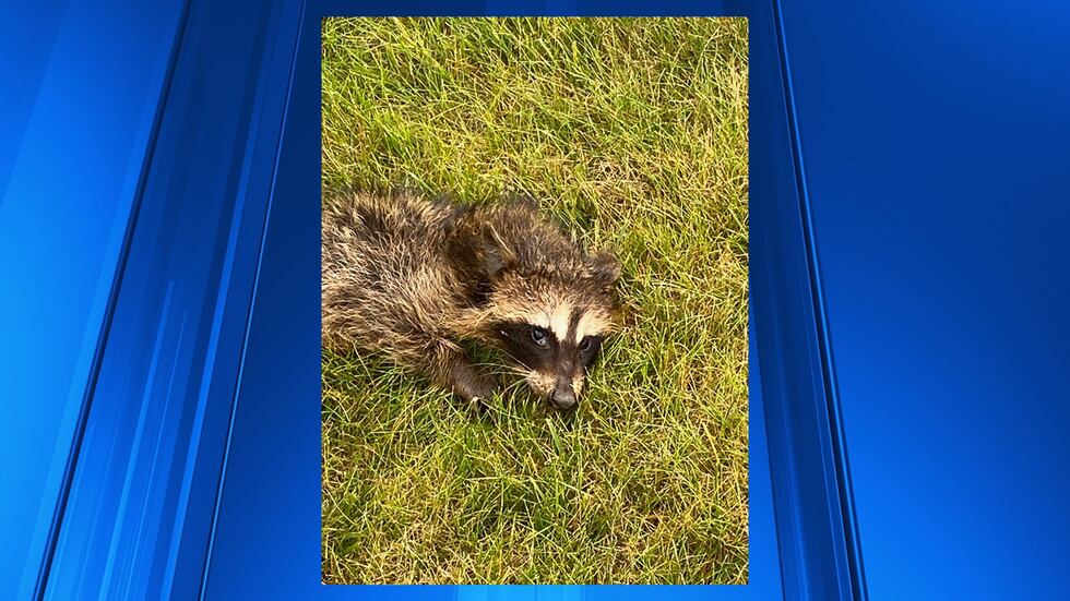 Baby raccoon rescued from dumpster