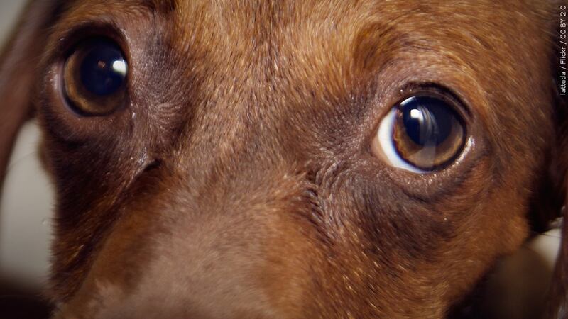 A photo of a dog's eyes.