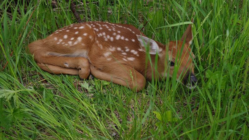 A white-tailed deer fawn.