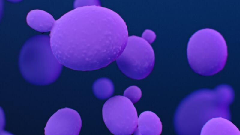 Photo of drug-resistant candida auris.