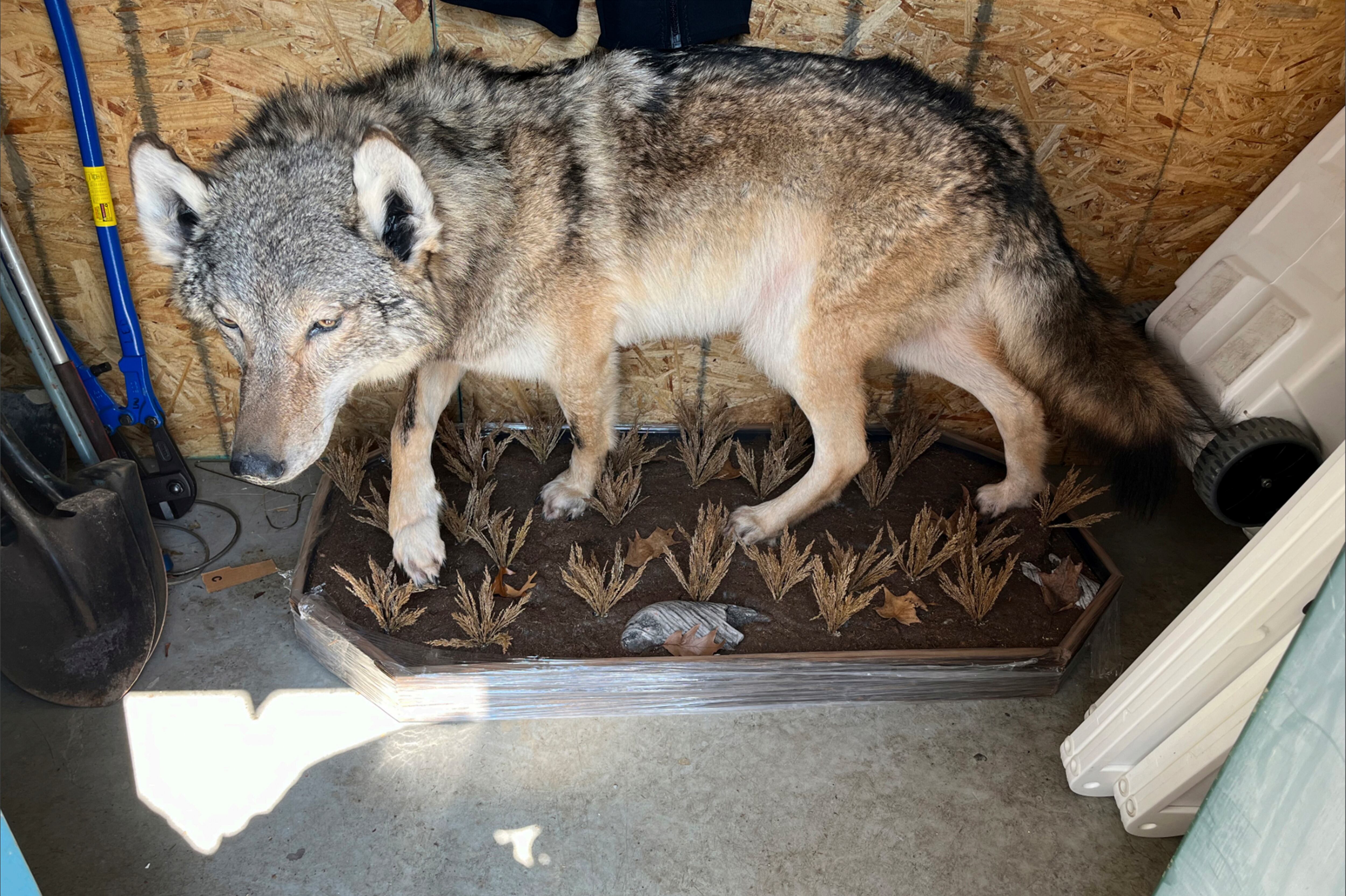 No charges in killing of gray wolf in southern Michigan, experts stumped about how it got there - Vimarsana News
