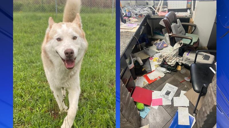 Shelter Director Corey Speegle said a male husky name Titan managed to wiggle the latch of its...