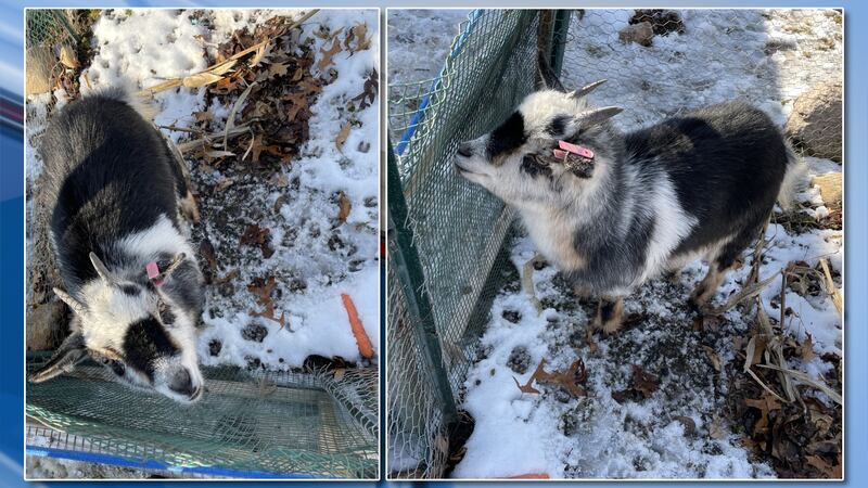 According to authorities, the goat was found near the intersection of Alpine Court and Hickory...