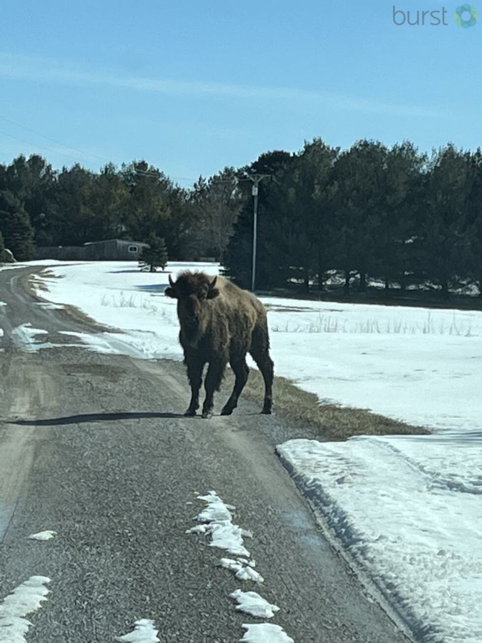 Escaped buffalo in Caro.